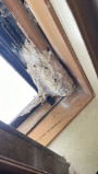 Nest in dakraam