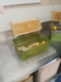 Honing ontzegelen
