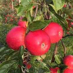 Fruitbedrijf Snoeck