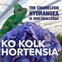 Ko Kolk Hortensia