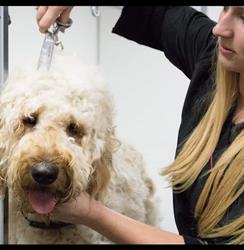 Hondentrimsalon Shauni Kuijk
