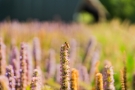 Tuin indruk