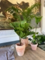 Plantenverhuur