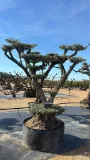 Olijfboom Olea europaea