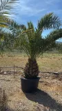Canarische dadelpalm