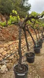 Vitus Vinifera rode druivenboom