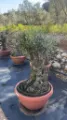 Olea europaea Bonsai Olijfboom