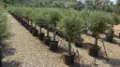 Olea europaea Olijfboom