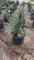 Yucca filifera