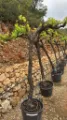 Vitus Vinifera